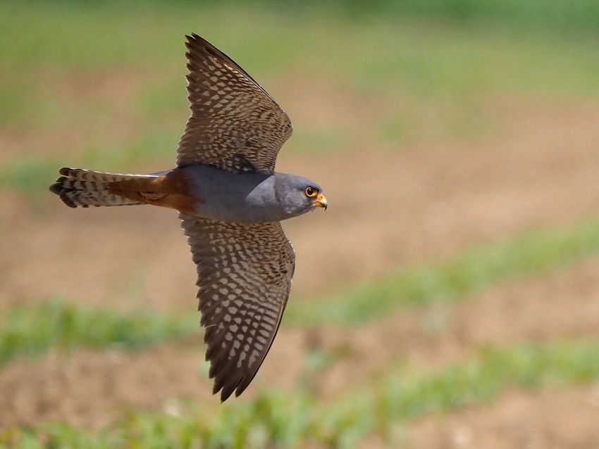 L''anno dei Falchi cuculi (Falco vespertinus)